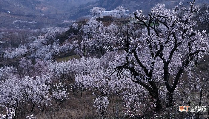 梦见杏树开花什么意思