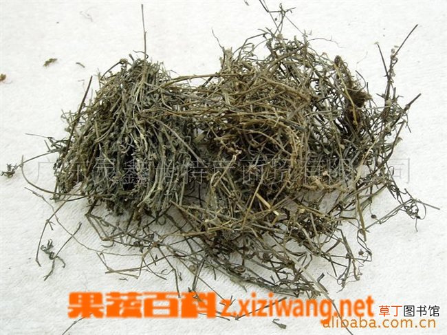 白花蛇草的功效