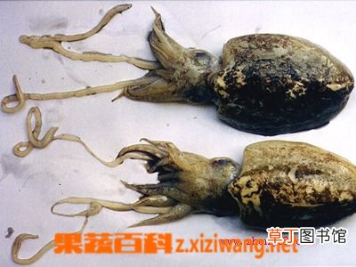 乌贼骨的功效与作用