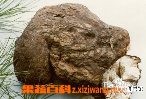 茯神的功效与作用 茯神真假辨别