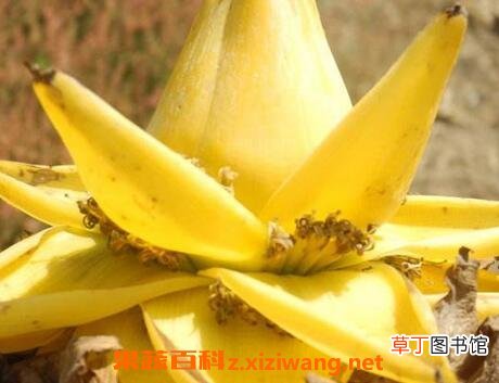 金芭蕉花的功效与作用