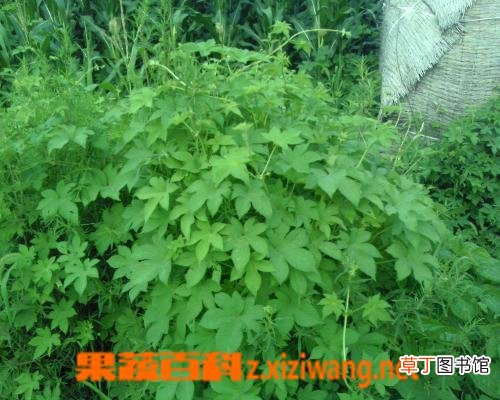 生蒲黄的功效与作用