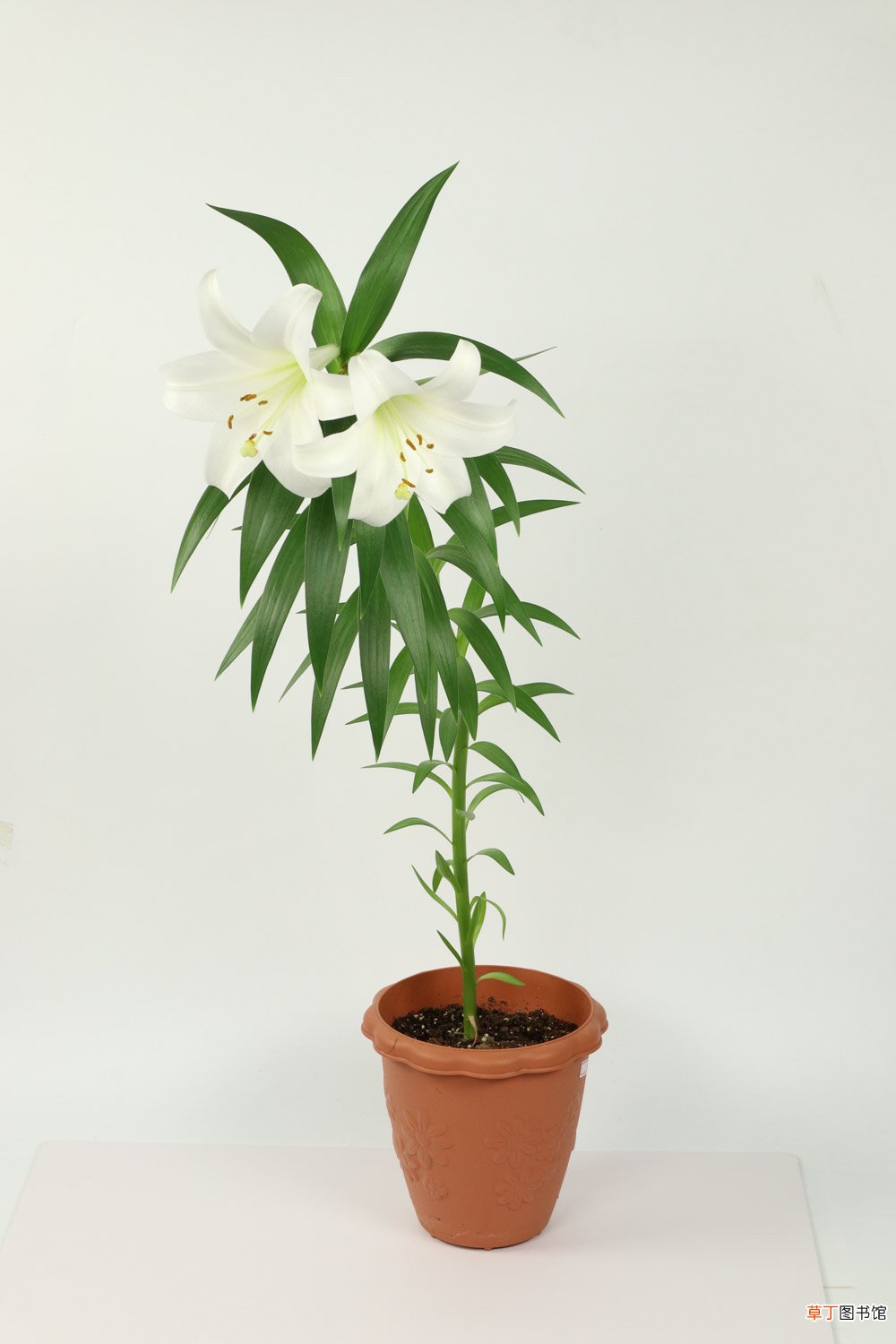 百合花谢了以后怎么办