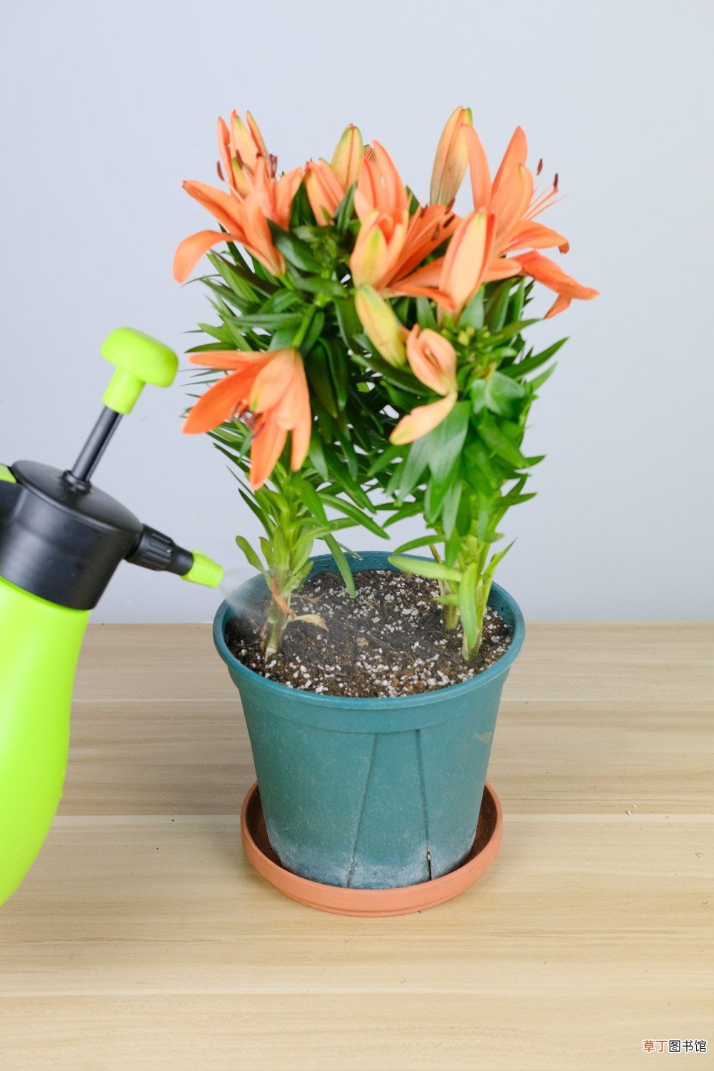 百合花谢了以后怎么办
