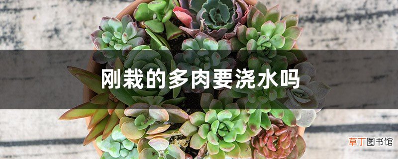 刚栽的多肉要浇水吗
