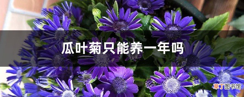 瓜叶菊只能养一年吗