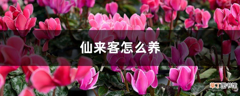 仙来客怎么养