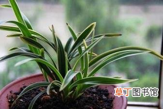 松皮种兰花为什么会烂根 花为什么烂根