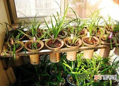松皮种兰花为什么会烂根 花为什么烂根