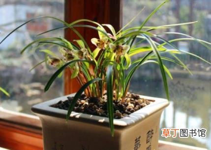 松皮种兰花为什么会烂根 花为什么烂根