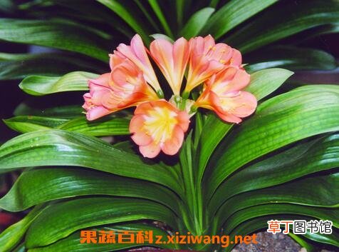 君子兰的养殖方法与注意事顶