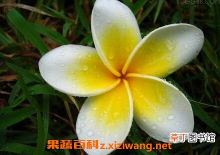 鸡蛋花的功效与应用 鸡蛋花的药用功效
