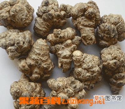 茺蔚子的功效与作用