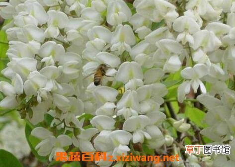 家槐树花的功效和作用