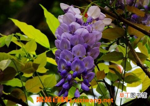 紫藤花的作用与功效