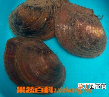 珍珠母的功效与作用 珍珠母的副作用