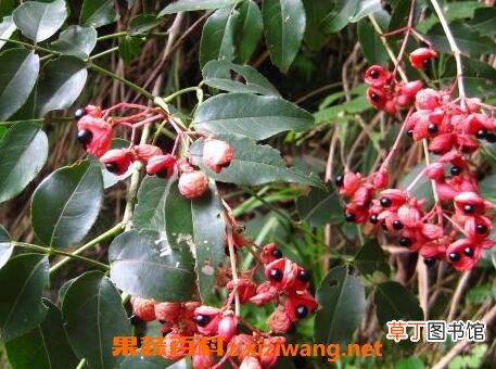 鸡胫花的功效与作用