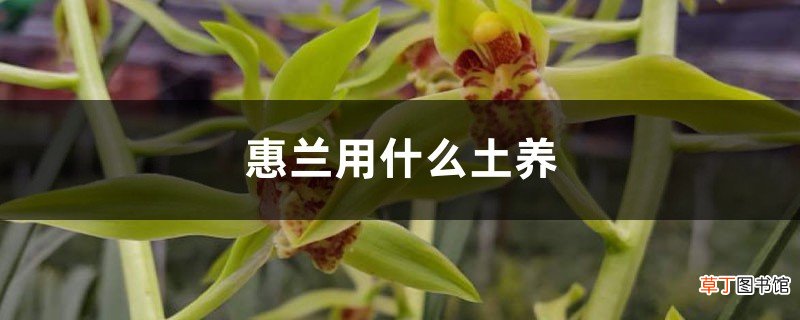 惠兰用什么土养