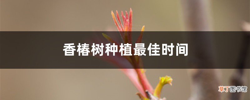 香椿树种植最佳时间