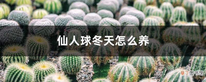 仙人球冬天怎么养