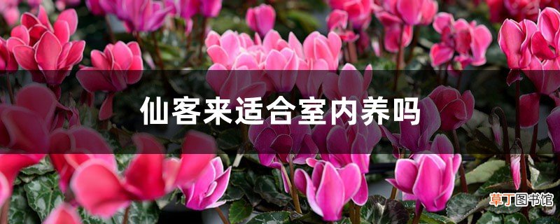 仙客来适合室内养吗