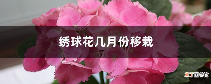 绣球花几月份移栽