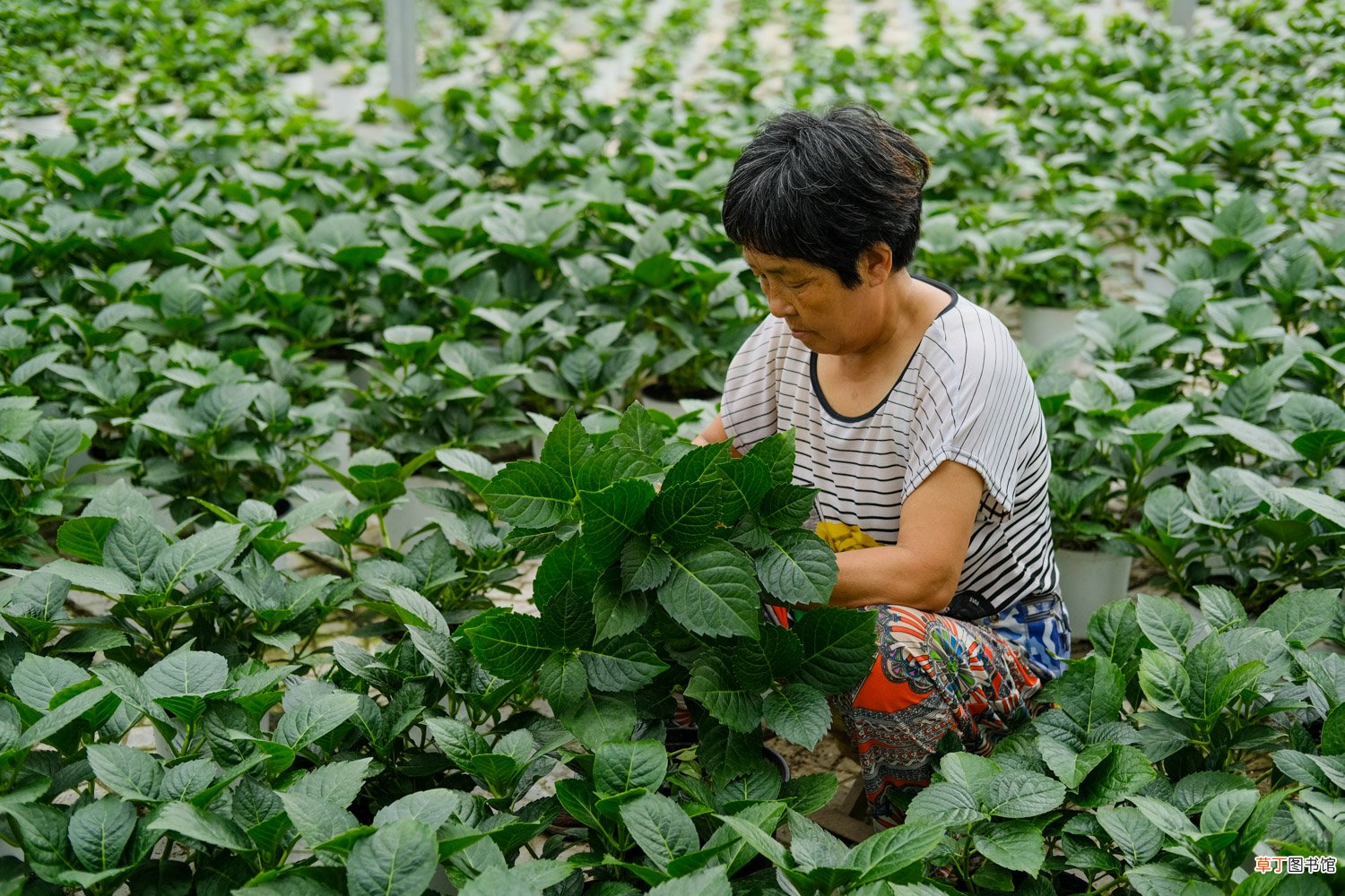 绣球花几月份移栽