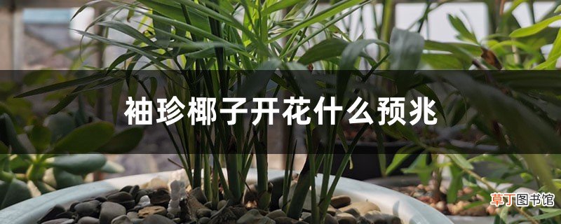袖珍椰子开花什么预兆，怎么养才会开花
