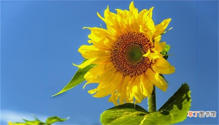梦见向日葵花开的非常漂亮