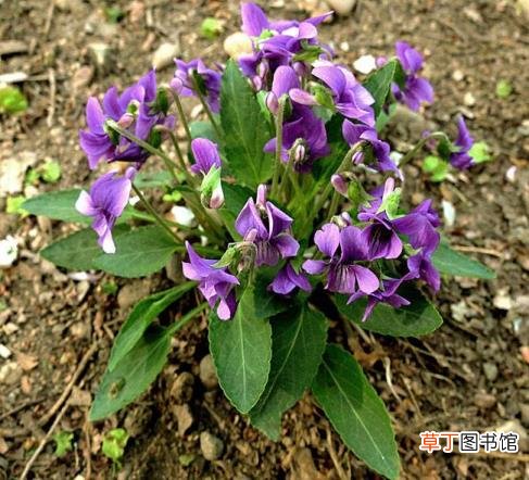 粉色的花像什么 花为什么有颜色