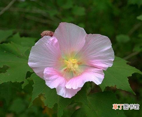 粉色的花像什么 花为什么有颜色