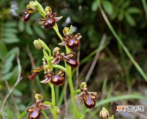 粉色的花像什么 花为什么有颜色