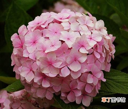 粉色的花像什么 花为什么有颜色