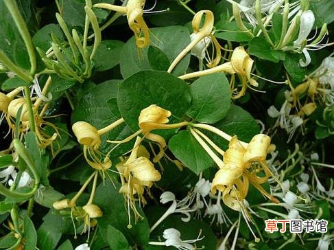 粉色的花像什么 花为什么有颜色