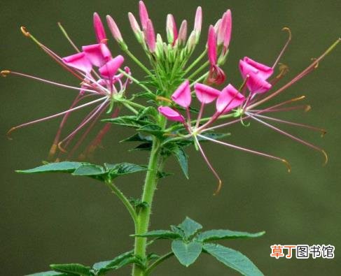 粉色的花像什么 花为什么有颜色