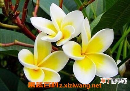 鸡旦花的功效与作用 鸡旦花的药用价值