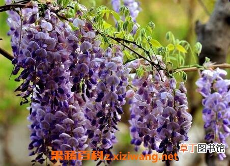 鸡藤花的功效和作用及禁忌
