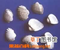 什么是瓦楞子 瓦楞子的功效与作用有哪些