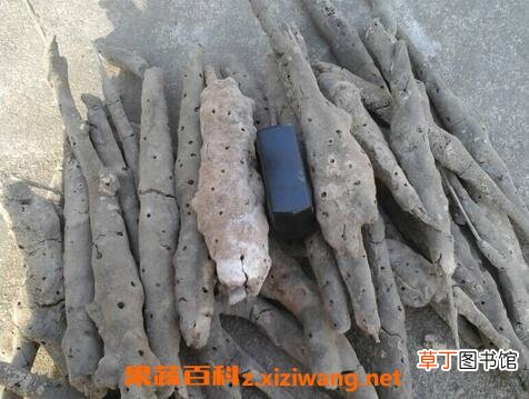 紫霄花的功效与作用