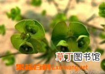 中药猫眼草功效和作用 猫眼草能治肺癌吗