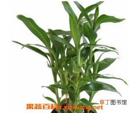 盆栽富贵竹的养殖方法和注意事项