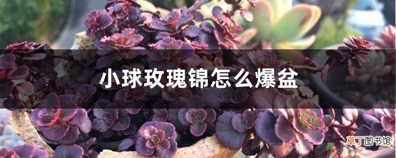 小球玫瑰锦怎么爆盆