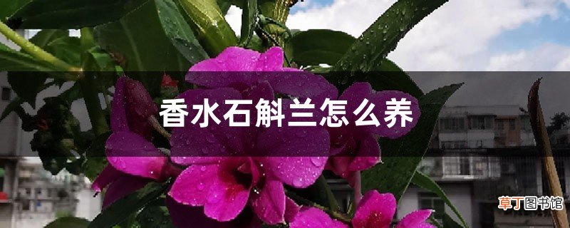 香水石斛兰怎么养