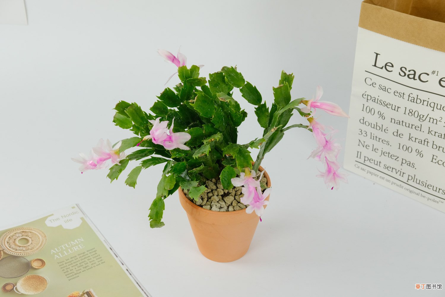 蟹爪兰有花苞怎么养