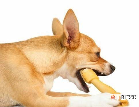 狗狗吃骨头卡住了怎么办？
