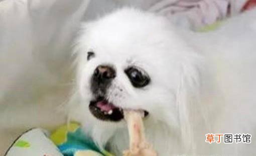 狗狗吃骨头卡住了怎么办？