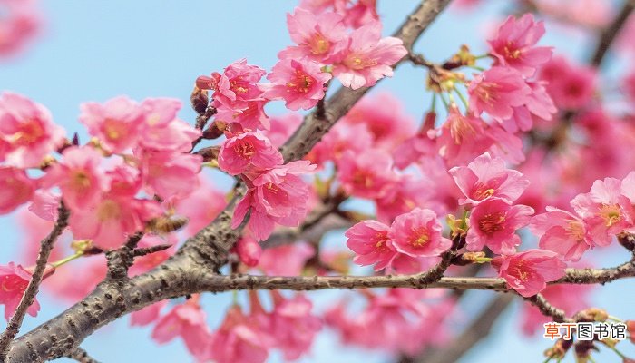 梦见樱花树盛开樱花