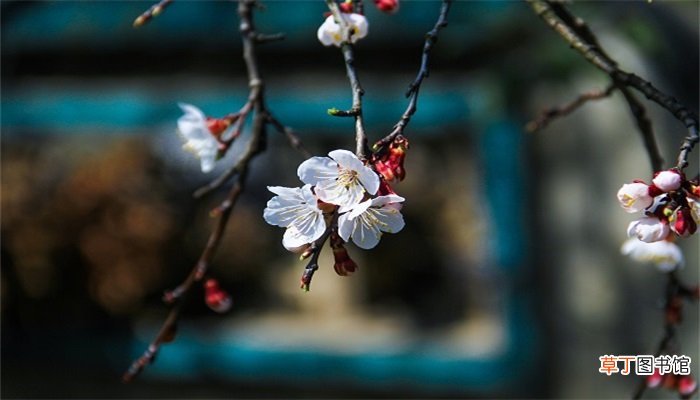 女人梦见树上开满白花