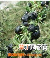 黑枸杞泡水喝的功效和步骤