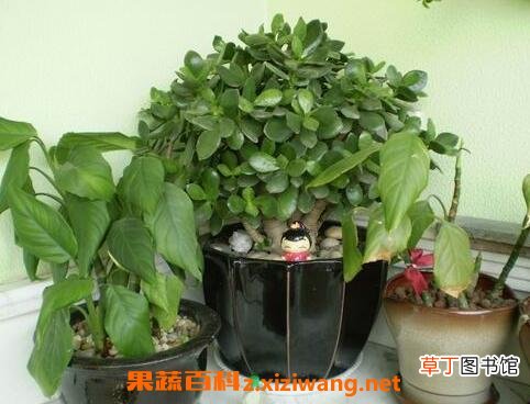玉树如何养殖 玉树的养殖方法和注意事项